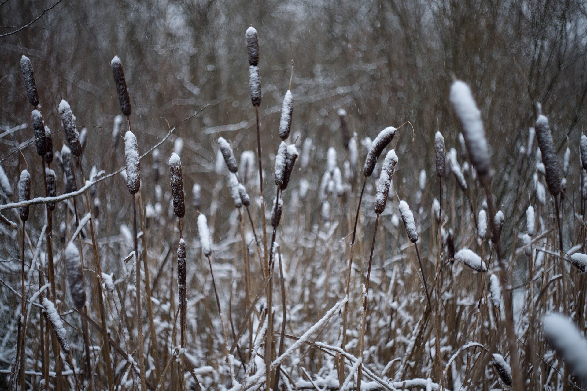 Saint Petersburg winter snow